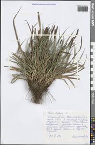 Carex distans L., Eastern Europe, South Ukrainian region (E12) (Ukraine)