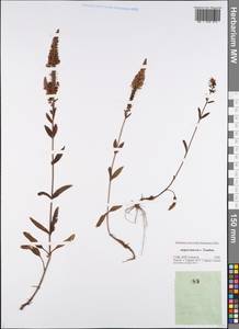 Veronica spuria L., Eastern Europe, Central forest-and-steppe region (E6) (Russia)