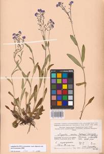 Myosotis asiatica (Vestergr. ex Hultén) Schischk. & Serg., Eastern Europe, Northern region (E1) (Russia)