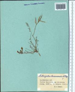 Astragalus bossuensis Popov, Middle Asia, Pamir & Pamiro-Alai (M2) (Tajikistan)