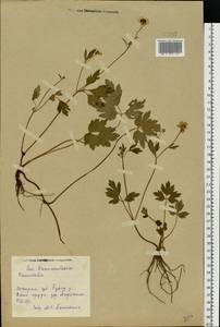 Ranunculus repens L., Eastern Europe, Central forest region (E5) (Russia)