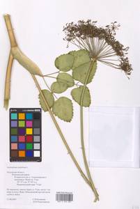 Laserpitium latifolium L., Eastern Europe, Central region (E4) (Russia)