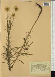 Leucanthemella linearis (Matsum.) Tzvelev, Siberia, Russian Far East (S6) (Russia)