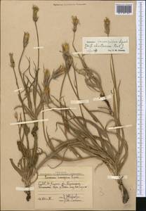 Pseudopodospermum inconspicuum (Lipsch.) Zaika, Sukhor. & N. Kilian, Middle Asia, Western Tian Shan & Karatau (M3) (Uzbekistan)