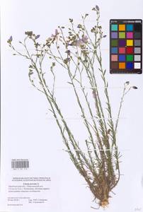 Linum perenne L., Eastern Europe, Eastern region (E10) (Russia)