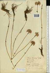 Allium lineare L., Eastern Europe, Rostov Oblast (E12a) (Russia)