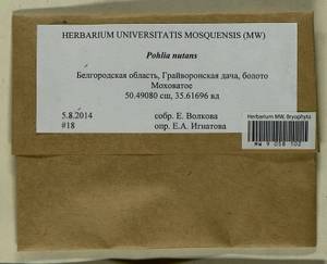 Pohlia nutans (Hedw.) Lindb., Bryophytes, Bryophytes - Central forest-and-steppe region (B10) (Russia)