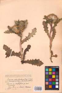 Cirsium esculentum (Siev.) C. A. Mey., Eastern Europe, Lower Volga region (E9) (Russia)