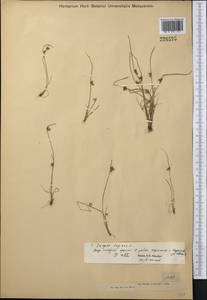 Schoenoplectiella supina (L.) Lye, Middle Asia, Muyunkumy, Balkhash & Betpak-Dala (M9) (Kazakhstan)
