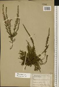 Calluna vulgaris (L.) Hull, Eastern Europe, Central region (E4) (Russia)