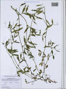Vicia bithynica (L.)L., Caucasus, Black Sea Shore (from Novorossiysk to Adler) (K3) (Russia)