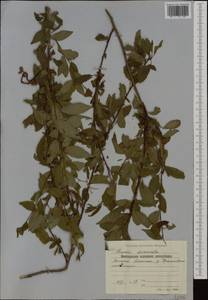Prunus cerasifera Ehrh., Western Europe (EUR) (Bulgaria)