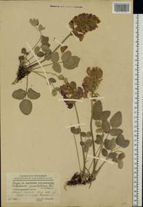 Hedysarum argyrophyllum Ledeb., Eastern Europe, Eastern region (E10) (Russia)