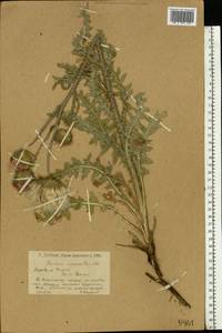 Carduus uncinatus M. Bieb., Eastern Europe, Lower Volga region (E9) (Russia)