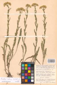 Achillea setacea Waldst. & Kit., Eastern Europe, Lower Volga region (E9) (Russia)