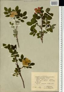 Rosa acicularis Lindl., Siberia, Yakutia (S5) (Russia)