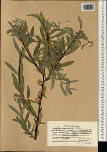 Salix pycnostachya Anderss., South Asia, South Asia (Asia outside ex-Soviet states and Mongolia) (ASIA) (Afghanistan)