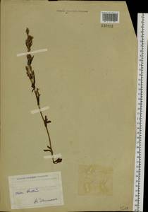 Gentianella amarella var. lingulata (C. Agardh) T. Karlsson, Siberia, Western (Kazakhstan) Altai Mountains (S2a) (Kazakhstan)