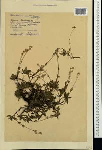 Helianthemum orientale (Grosser) Juz. & Pozdeeva, Crimea (KRYM) (Russia)
