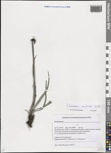 Takhtajaniantha austriaca (Willd.) Zaika, Sukhor. & N. Kilian, Eastern Europe, Eastern region (E10) (Russia)