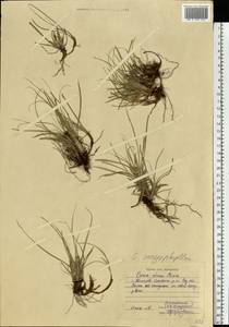 Carex caryophyllea Latourr., Eastern Europe, Central region (E4) (Russia)