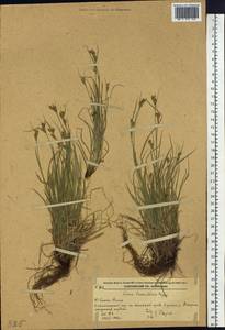Carex leucochlora Bunge, Siberia, Russian Far East (S6) (Russia)