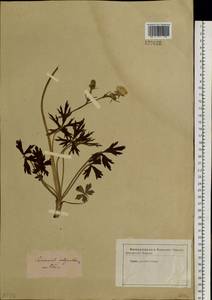 Ranunculus polyanthemos L., Siberia, Western Siberia (S1) (Russia)