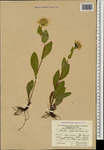 Pentanema orientale (Lam.) D. Gut. Larr., Santos-Vicente, Anderb., E. Rico & M. M. Mart. Ort., Caucasus, South Ossetia (K4b) (South Ossetia)