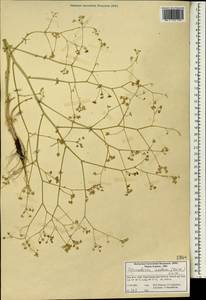 Elaeosticta nodosa (Boiss.) Boiss., South Asia, South Asia (Asia outside ex-Soviet states and Mongolia) (ASIA) (Iran)