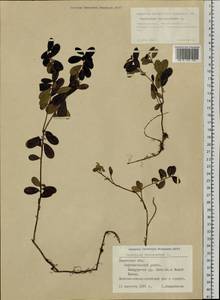 Vaccinium vitis-idaea L., Siberia, Western Siberia (S1) (Russia)