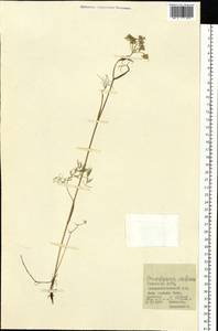 Ostericum tenuifolium (Pall. ex Spreng.) Y. C. Chu, Siberia, Baikal & Transbaikal region (S4) (Russia)