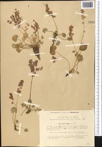 Oxyria digyna (L.) Hill, Middle Asia, Western Tian Shan & Karatau (M3) (Kazakhstan)