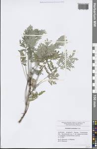 Artemisia armeniaca Lam., Eastern Europe, Middle Volga region (E8) (Russia)