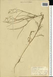Sisymbrium altissimum L., Eastern Europe, Lower Volga region (E9) (Russia)