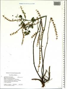 Scutellaria albida L., Crimea (KRYM) (Russia)