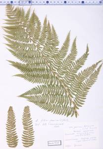 Athyrium filix-femina (L.) Roth, Caucasus, Stavropol Krai, Karachay-Cherkessia & Kabardino-Balkaria (K1b) (Russia)