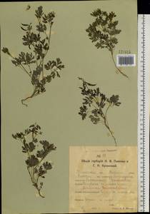 Corydalis capnoides (L.) Pers., Siberia, Western Siberia (S1) (Russia)