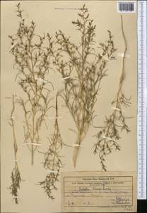 Halothamnus iliensis (Lipsky) Botsch., Middle Asia, Northern & Central Tian Shan (M4) (Kazakhstan)