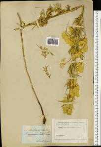 Aconitum anthora L., Eastern Europe, South Ukrainian region (E12) (Ukraine)