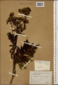 Jacobaea othonnae (M. Bieb.) C. A. Mey., Caucasus (no precise locality) (K0)