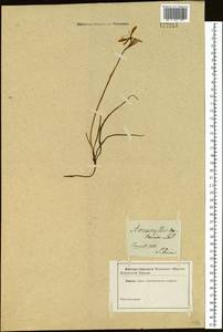 Ixiolirion tataricum (Pall.) Schult. & Schult.f., Siberia (no precise locality) (S0) (Russia)