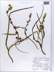 Sparganium longifolium Turcz. ex Ledeb., Eastern Europe, Moscow region (E4a) (Russia)