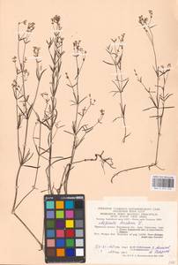 Cynanchica tinctoria (L.) Fourr., Eastern Europe, Moscow region (E4a) (Russia)