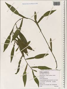 Pothos scandens L., South Asia, South Asia (Asia outside ex-Soviet states and Mongolia) (ASIA) (Vietnam)