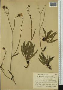 Hieracium chondrillifolium subsp. casterinense (Zahn) Zahn, Western Europe (EUR) (Italy)