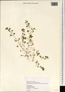 Stellaria neglecta, South Asia, South Asia (Asia outside ex-Soviet states and Mongolia) (ASIA) (Nepal)
