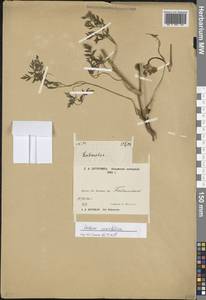 Cnidium cnidiifolium (Turcz.) Schischk., Siberia, Yakutia (S5) (Russia)