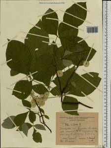 Ptelea trifoliata L., Eastern Europe, South Ukrainian region (E12) (Ukraine)