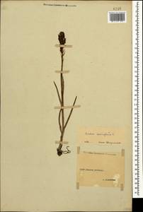 Anacamptis coriophora (L.) R.M.Bateman, Pridgeon & M.W.Chase, Caucasus, Stavropol Krai, Karachay-Cherkessia & Kabardino-Balkaria (K1b) (Russia)