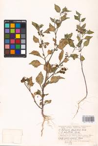 MHA 0 158 688, Solanum nigrum L., Eastern Europe, Lower Volga region (E9) (Russia)